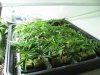 updates5week flower 011.jpg