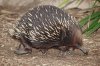 800px-Echidna_-_melbourne_zoo.jpg