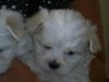 maltese, our new babies. awww soooo cute 002.jpg