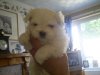 maltese, our new babies. awww soooo cute 021.jpg