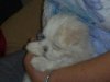 maltese, our new babies. awww soooo cute 025.jpg