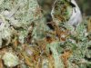 gdp-kc-smoke-closeup.jpg