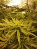 PW (TW)- end of week 5 flower.jpg