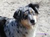 australian_shepherd_blue_eyes_09.jpg