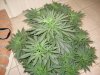 plant pics 2012 121.jpg