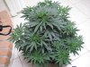 plant pics 2012 126.jpg