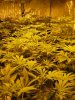 TGA Grow 2012 004.jpg