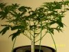 Next Grow 027.jpg