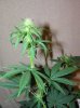 03-07-12- blueberry,trinity kush, grafruit krush 036.jpg