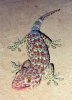 Tokay_Gecko.jpg