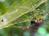 Golden-Orb-Weaver.jpg