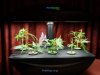 AeroGarden 08-24-08.JPG