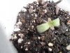 Dwarf(1) - 6 days.jpg