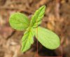 wild-marijuana-seedling-1.jpg