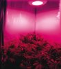 led-grow-lamps.jpg