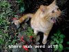 lolcat-weed.jpg