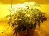 14 days flowering 001.jpg