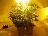 14 days flowering 003.jpg