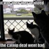 funny-pictures-cats-realize-catnip-deal-has-gone-bad.jpg