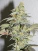 Strawberry Cough 1-2011 026.jpg