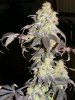 Strawberry Cough-Indica  15 11-10-11.jpg