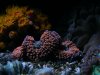 2007_1001135reeftank0087.JPG