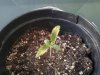 superbud seedling.jpg