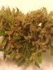 bud rot 1.jpg