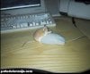 hamsterhumpingmouse.jpg