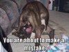 funny-dogs-01.jpg