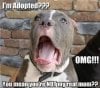 funny-dogs-10.jpg