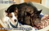 funny-dogs-11.jpg