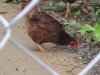 3-31-2012 Chickens 026.jpg