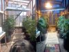 Outdoor Grow Progress10.jpg