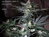 ny purple diesel 004.jpg