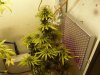 White Widow x Big Bud w4.jpg