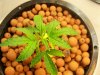 Next Grow G 008.jpg