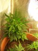 Sandra's Grow 003.jpg