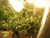 Sandra's Grow 006.jpg