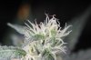 GrapeUltra_tallpheno_Day50_sidecloseup.jpg