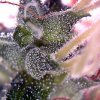 Trichs-20120526_5.jpg