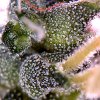 Trichs-closeup.jpg