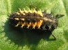 Harmonia axyridis-larvae-2-l.jpg