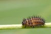 Chilocorus_larva-l.jpg