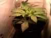 eva monster 30 days from seed 2.jpg