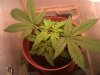 white x bigbud  28 days from seed.jpg