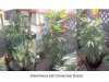 Outdoor Grow Progress13.jpg