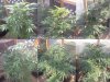 Outdoor Grow Progress12.jpg