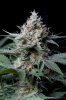 cannabis-cheesequake3-d49-2086.jpg