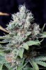 cannabis-cheesequake3-d56-2218.jpg